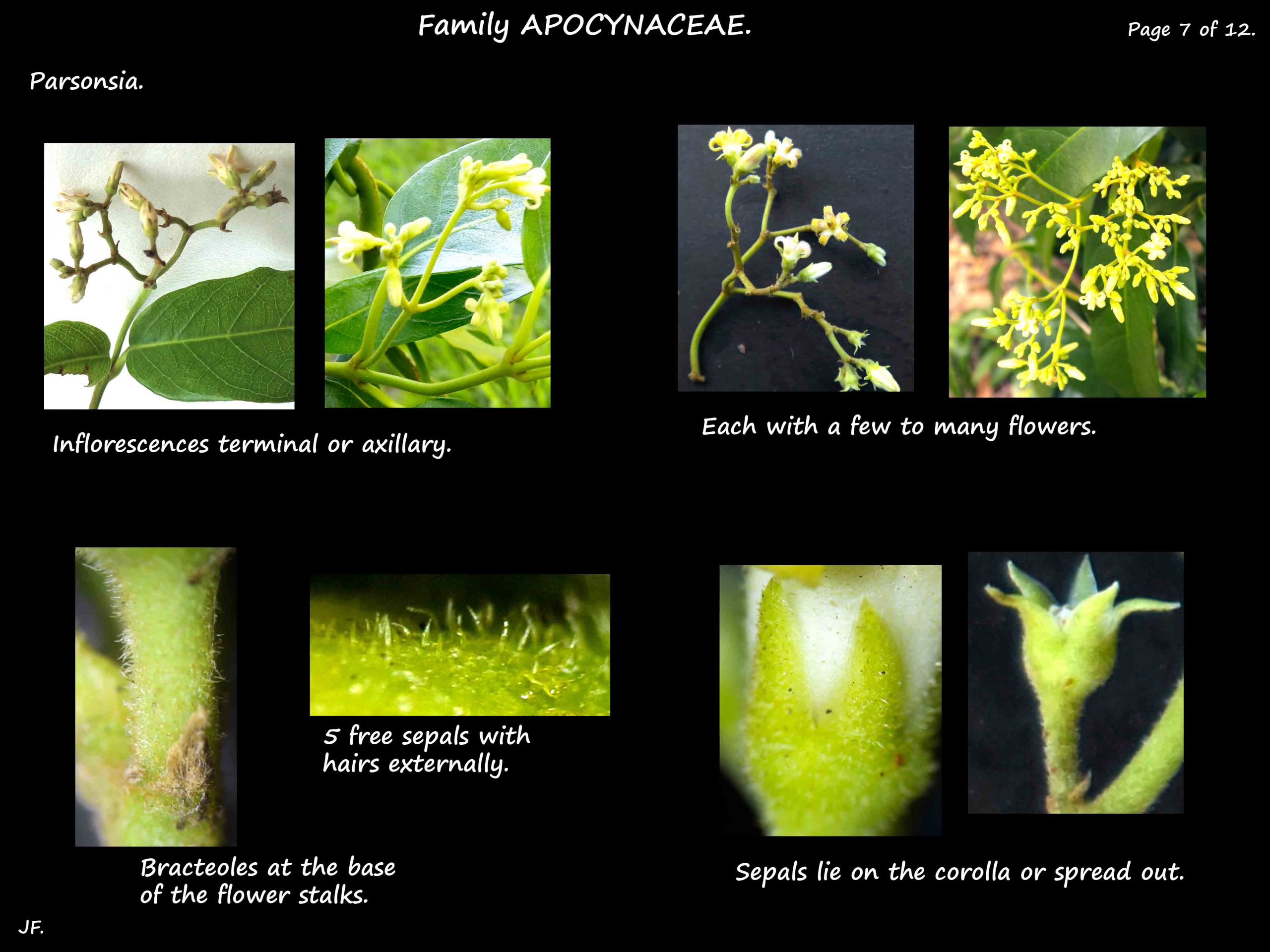 7 Parsonsia inflorescences & sepals